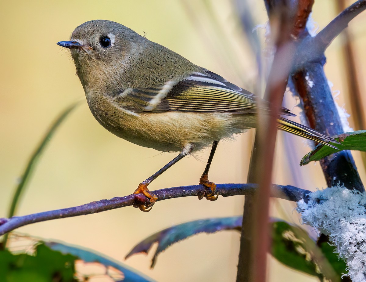 Ruby-crowned Kinglet - ML624568198