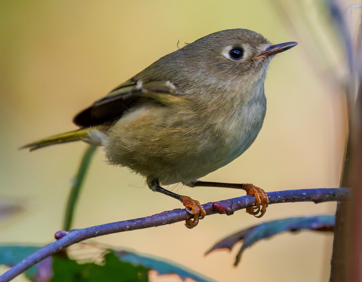 Ruby-crowned Kinglet - ML624568199