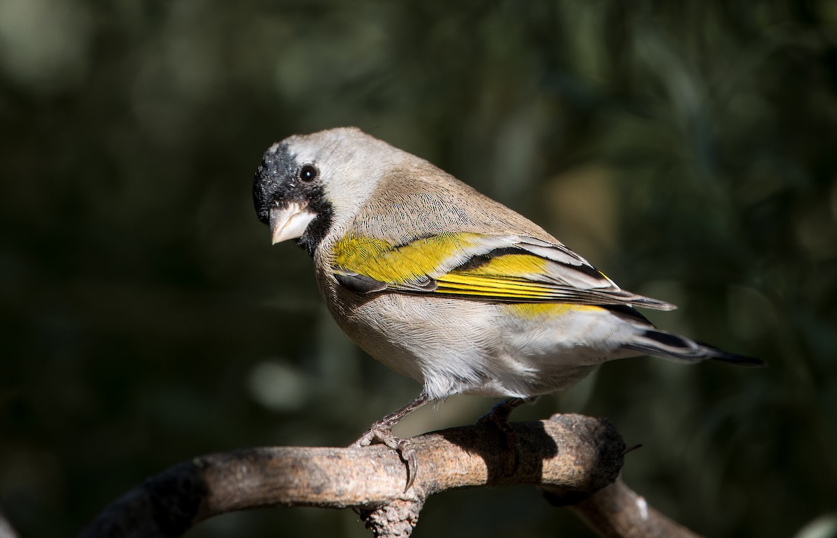 Lawrence's Goldfinch - ML624568200