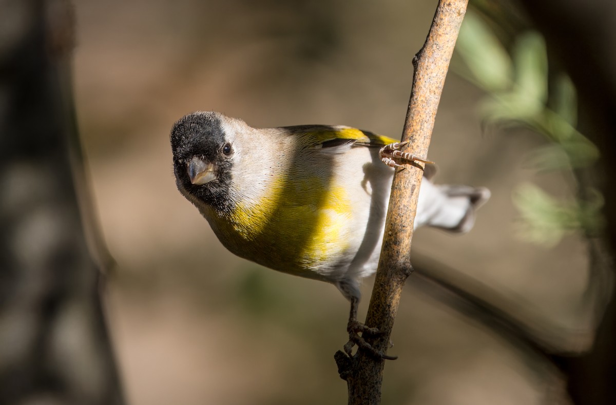 Lawrence's Goldfinch - ML624568201