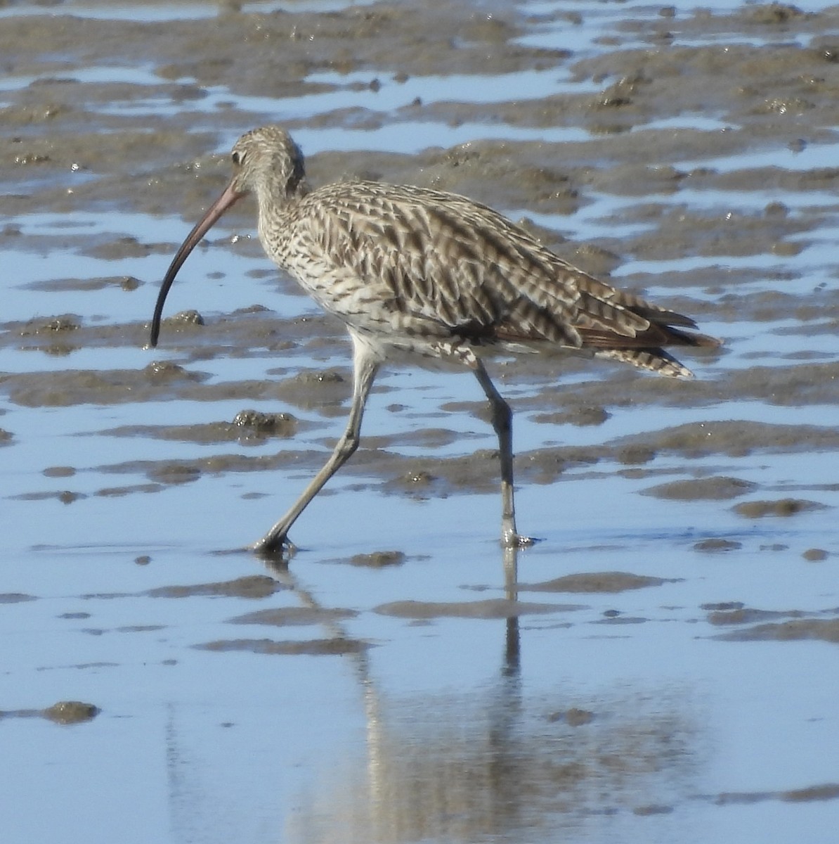 Far Eastern Curlew - ML624568202