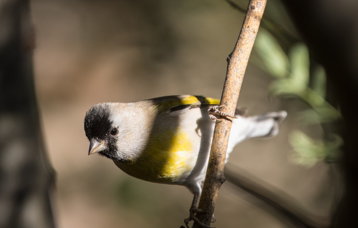 Lawrence's Goldfinch - ML624568203