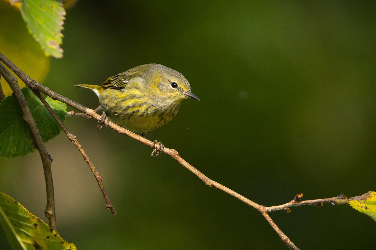 Cape May Warbler - ML624568205