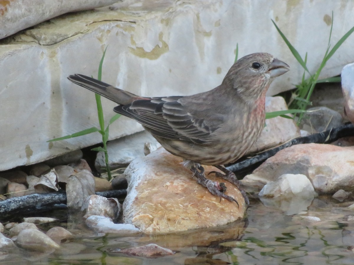 House Finch - ML624568206