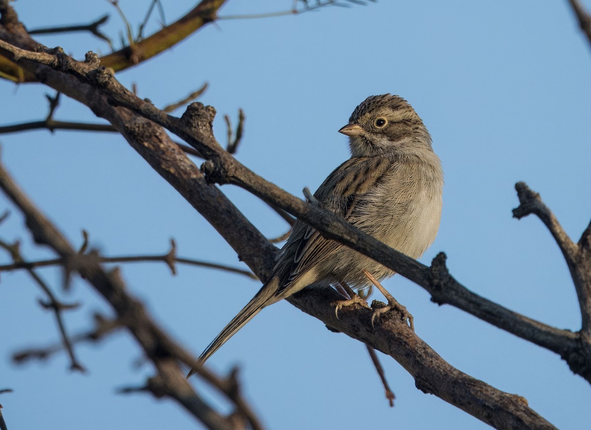 Brewer's Sparrow - ML624568207