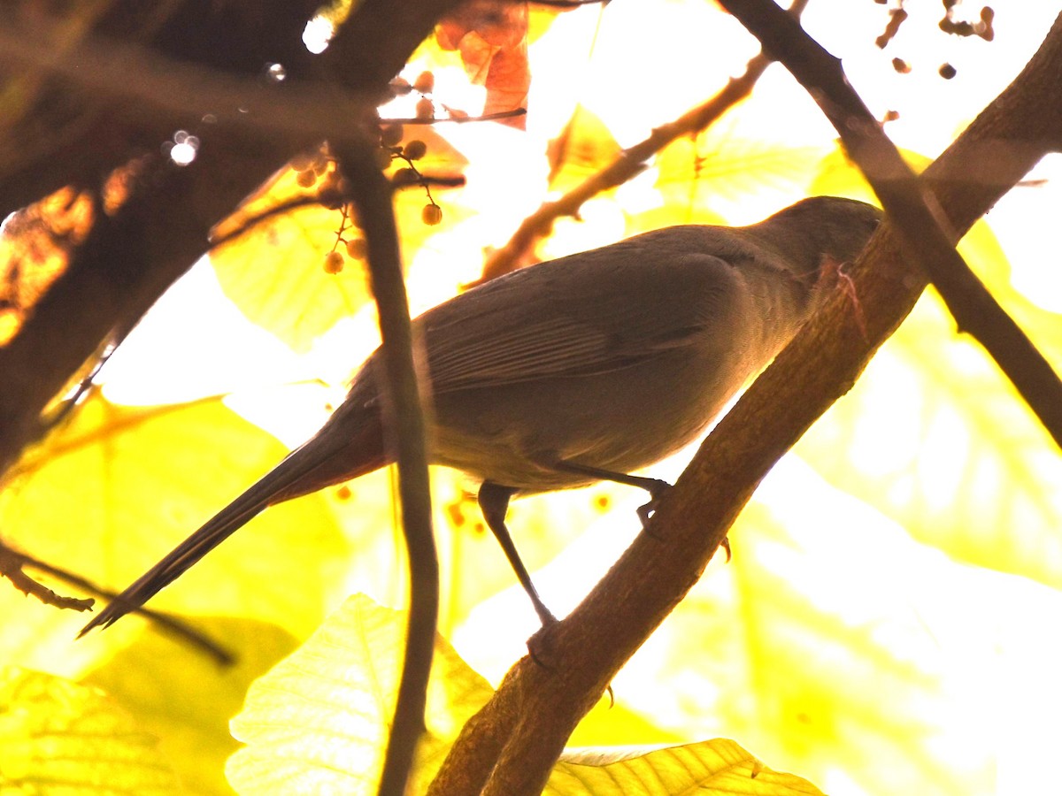 Gray Catbird - ML624568208