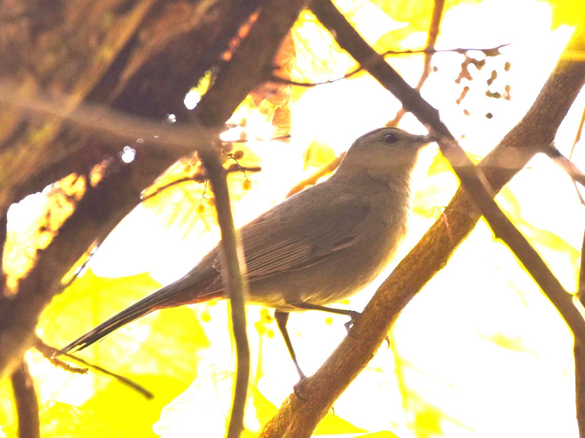 Gray Catbird - ML624568209