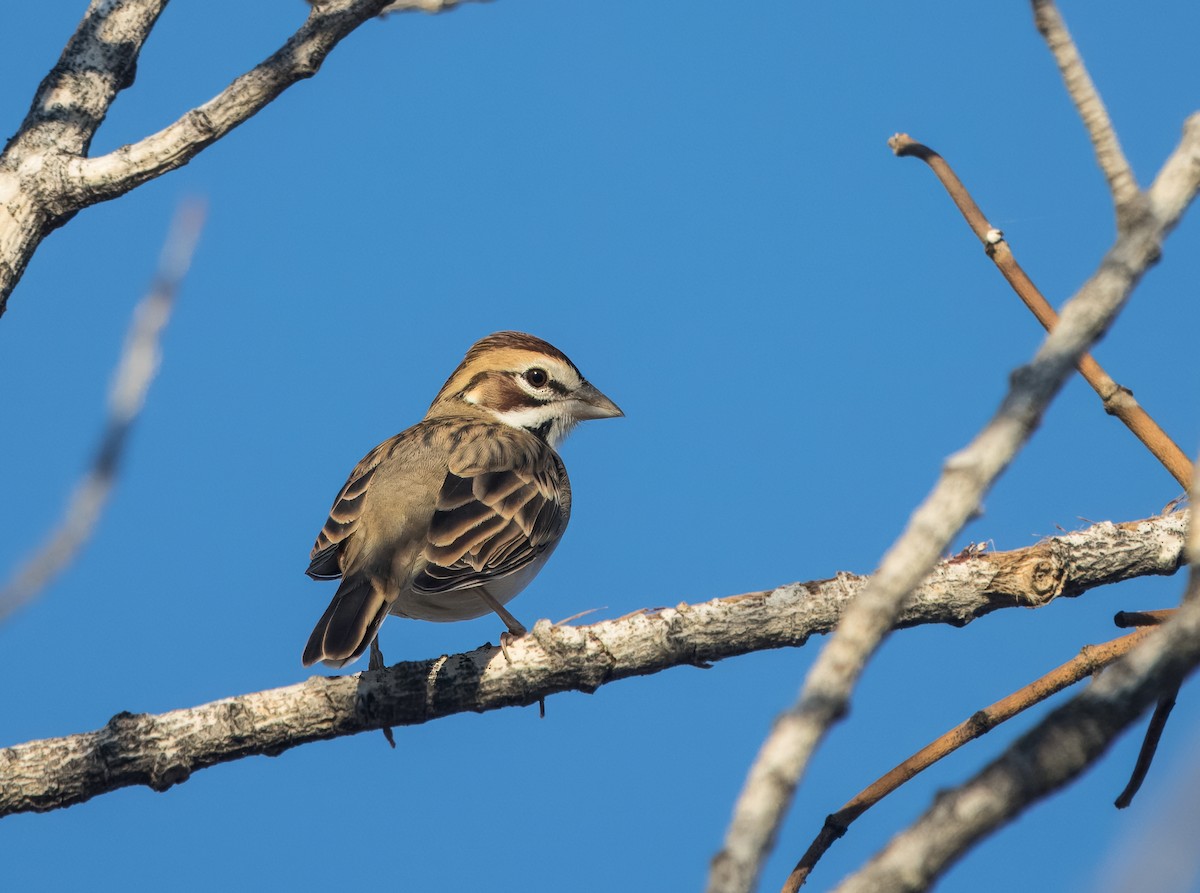 Lark Sparrow - ML624568212