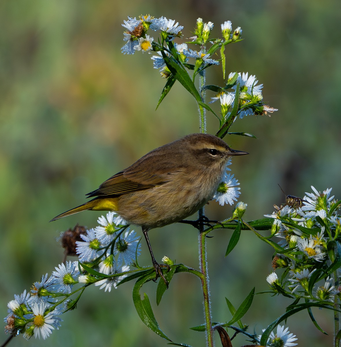 Palm Warbler - ML624568213