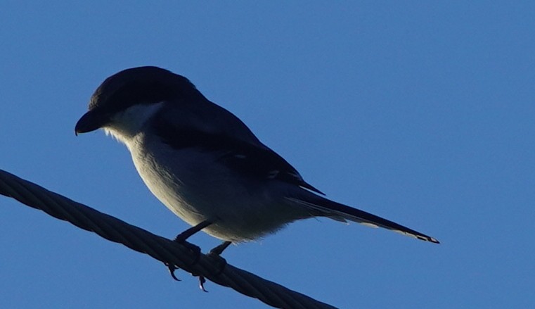 Loggerhead Shrike - ML624568214