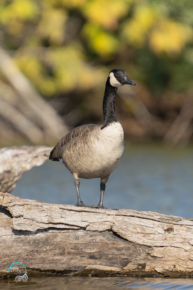 Canada Goose - ML624568215