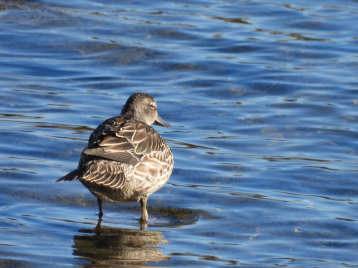 Blue-winged Teal - ML624568216