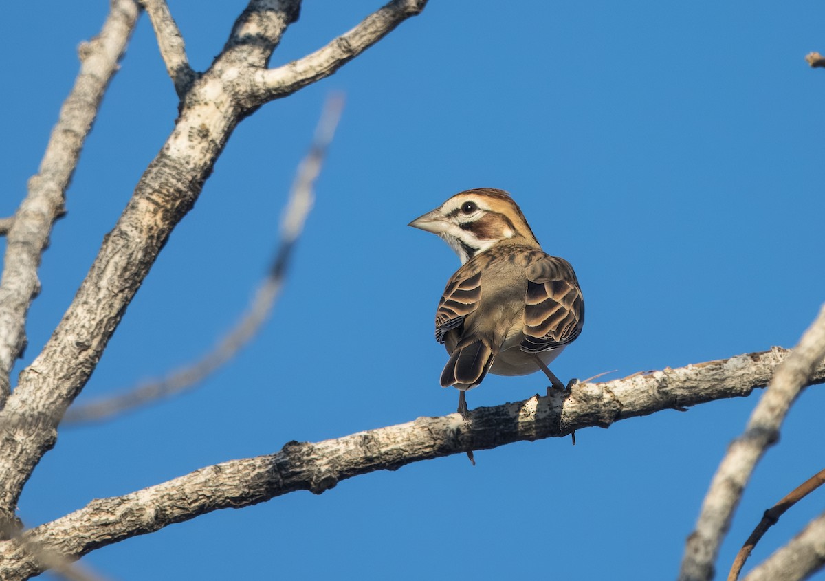 Lark Sparrow - ML624568217