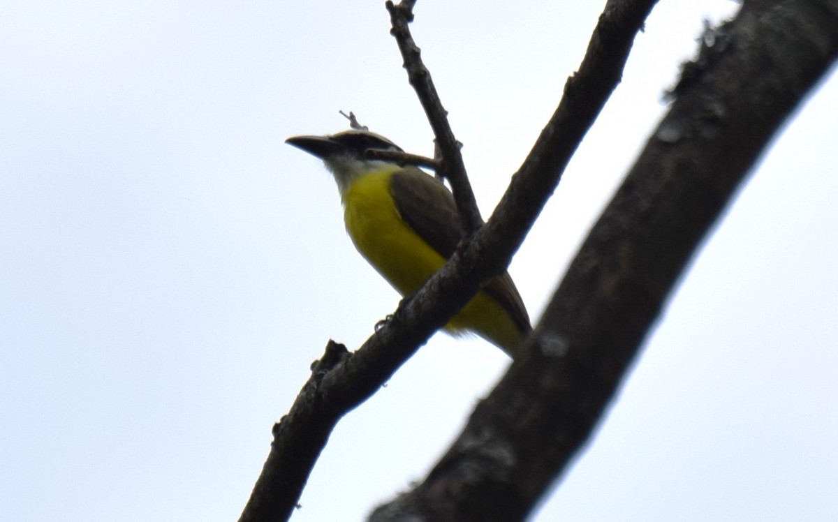 Boat-billed Flycatcher - ML624568218