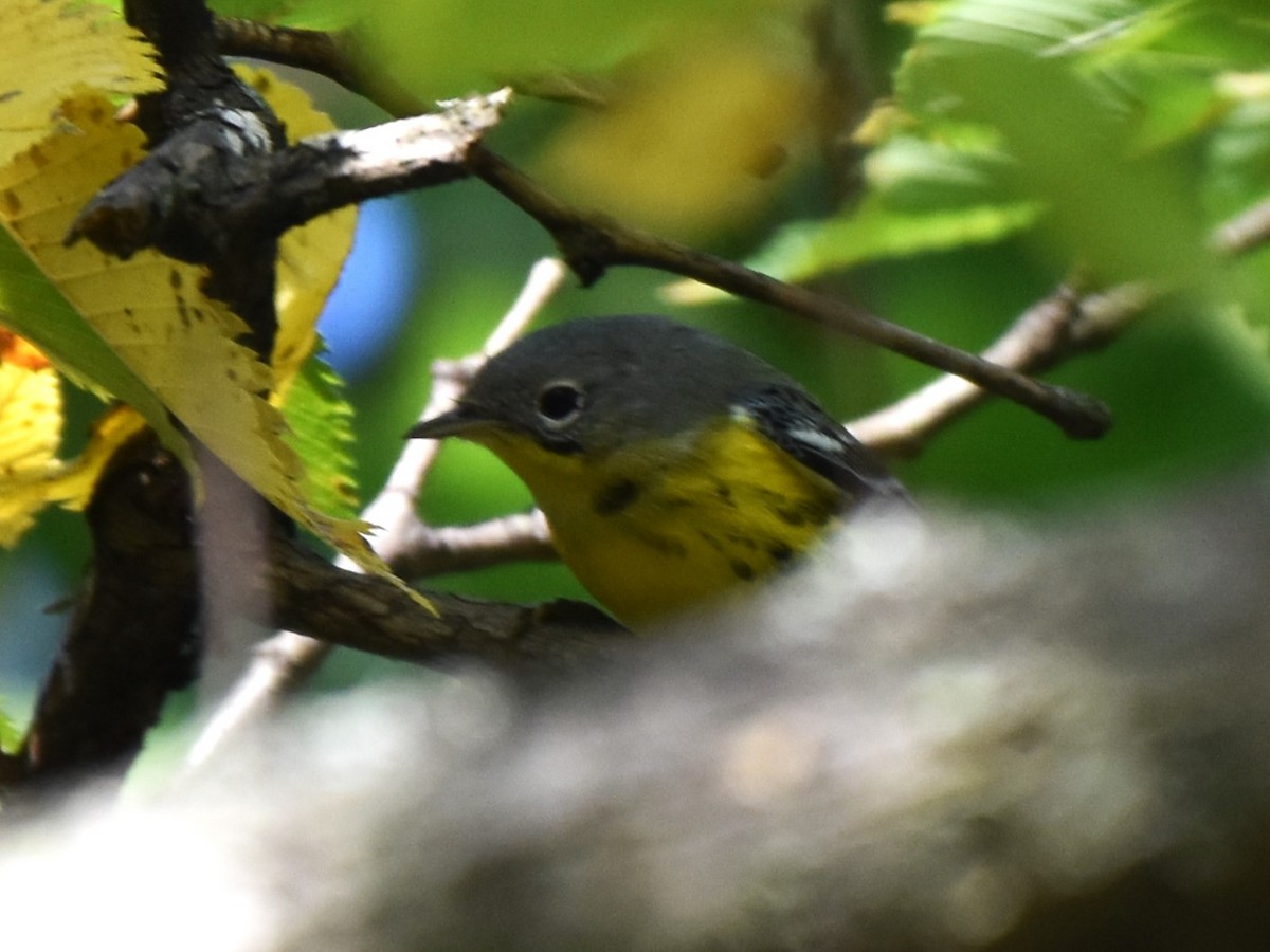 Magnolia Warbler - ML624568219