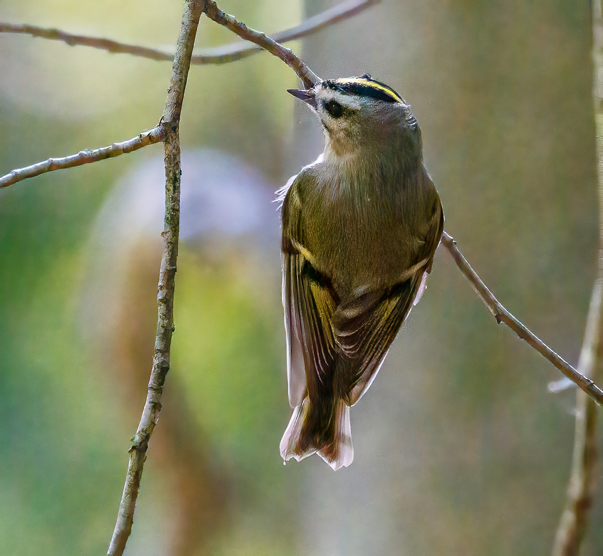 Golden-crowned Kinglet - ML624568220