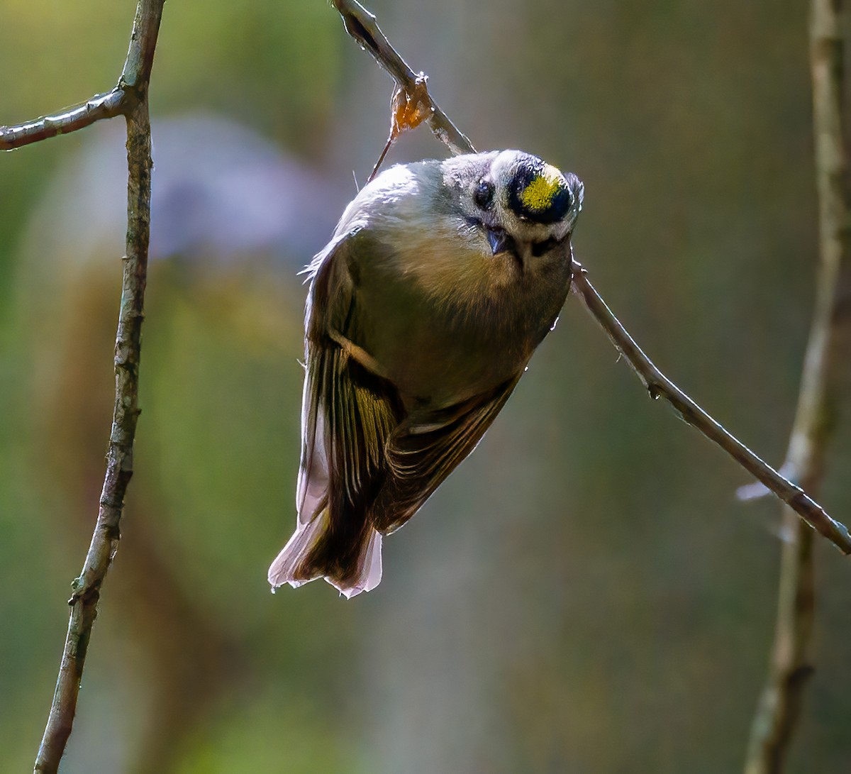 Golden-crowned Kinglet - ML624568221