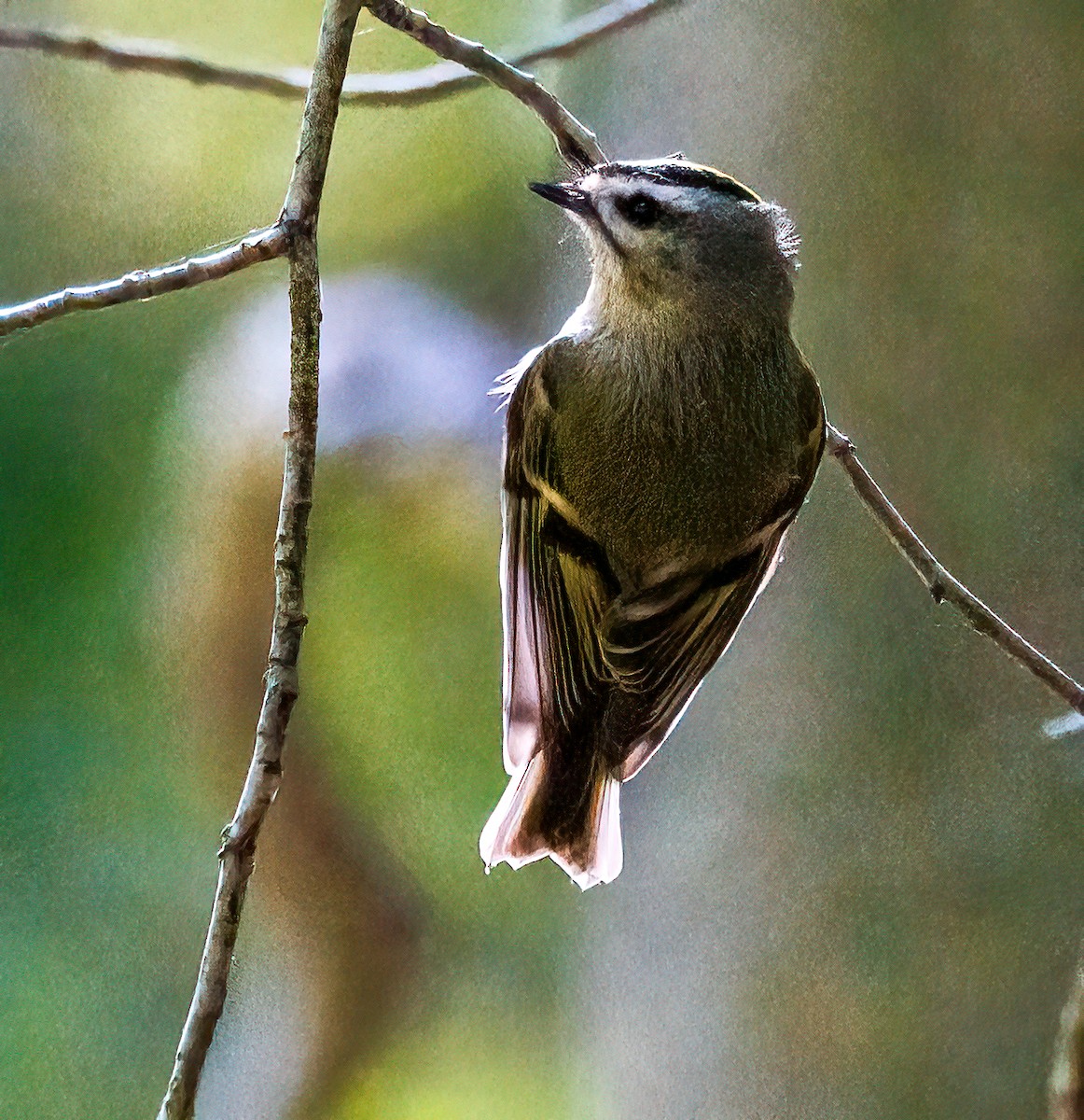 Golden-crowned Kinglet - ML624568222