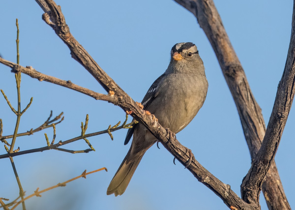 White-crowned Sparrow - ML624568223