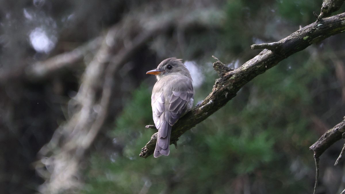 Greater Pewee - Javier  Estrada