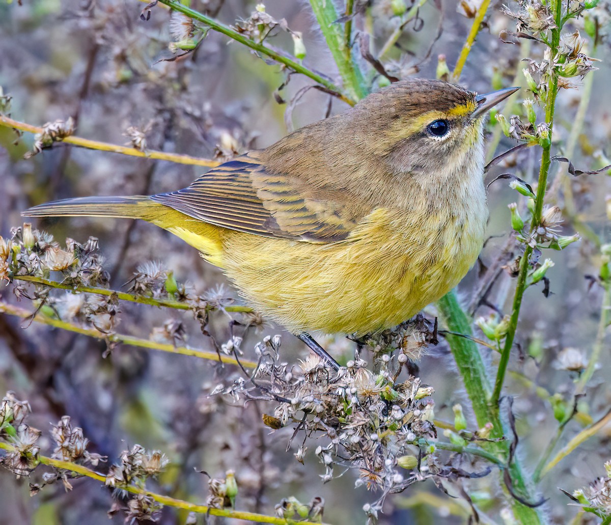 Palm Warbler - Debbie Lombardo