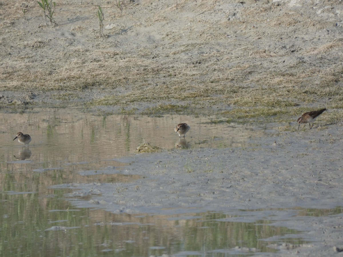 Wiesenstrandläufer - ML624568303