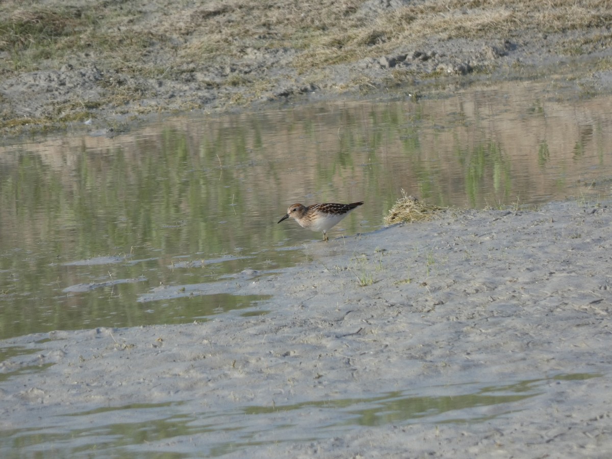 Wiesenstrandläufer - ML624568319