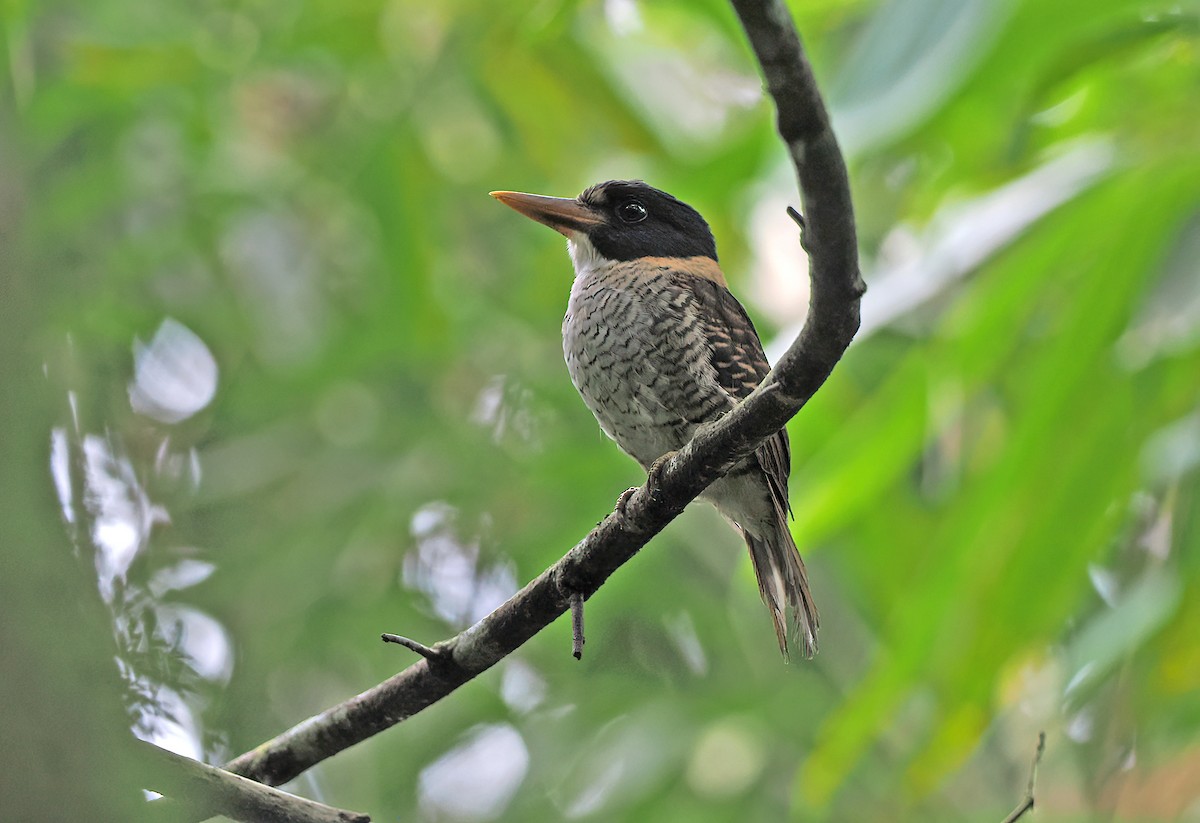 ledňáček královský (ssp. princeps/erythrorhamphus) - ML624568331