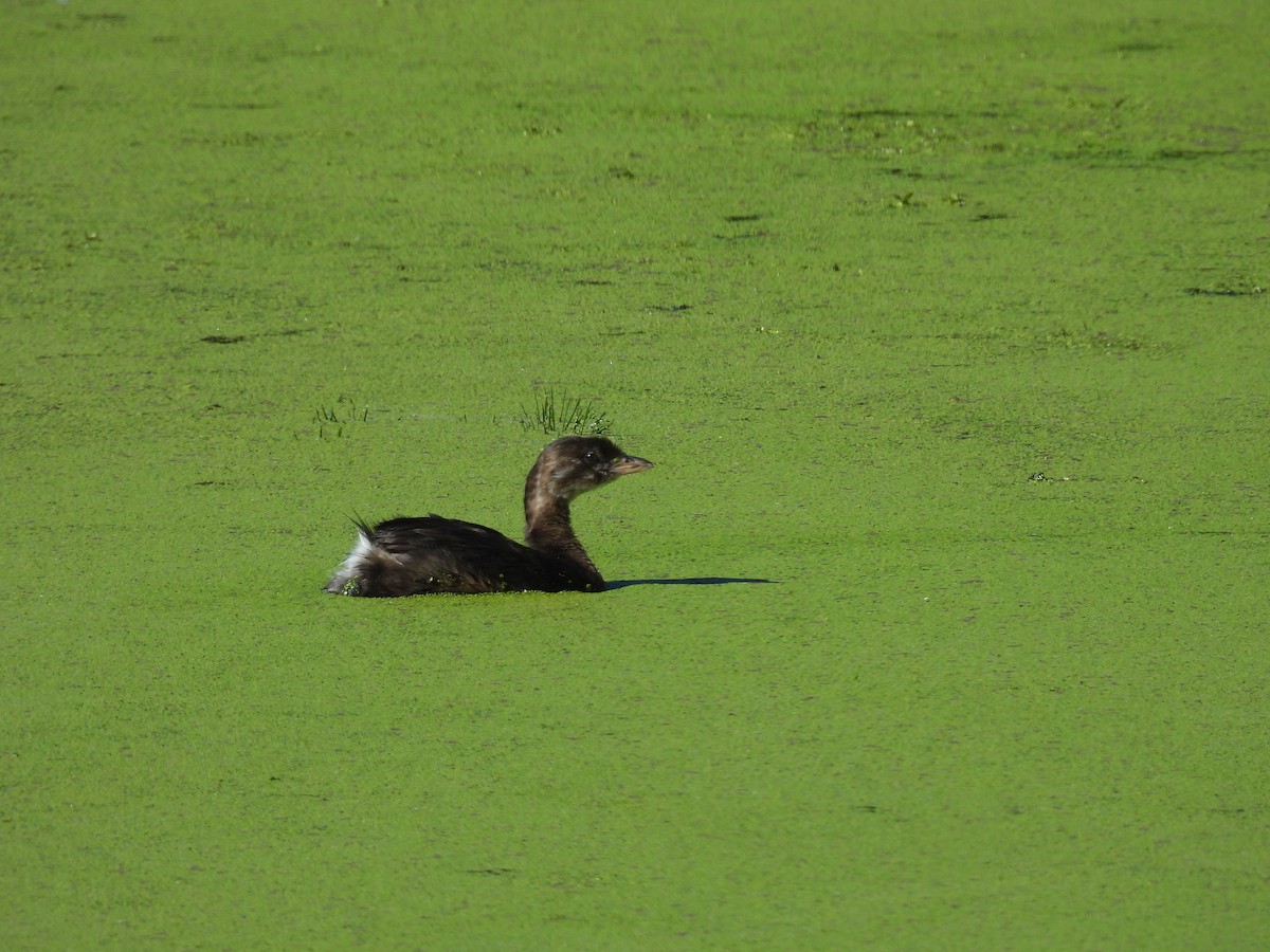 Pied-billed Grebe - ML624568333