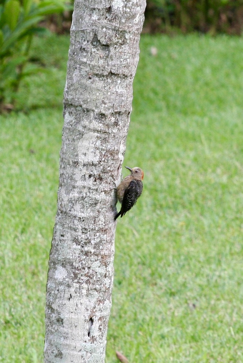 Golden-fronted Woodpecker - ML624568367