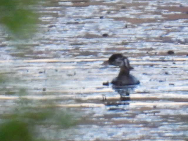 Pied-billed Grebe - ML624568412