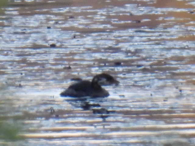 Pied-billed Grebe - ML624568413