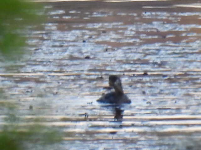 Pied-billed Grebe - ML624568414