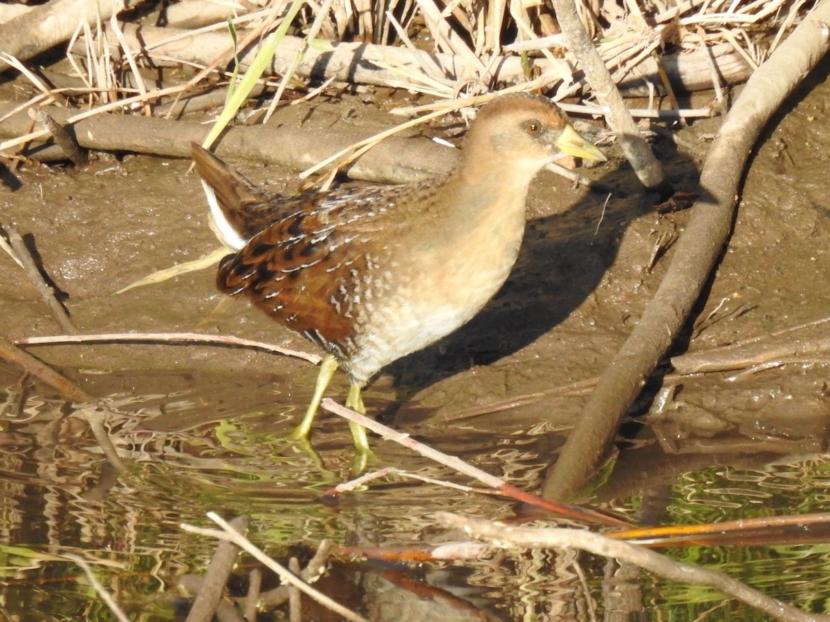 Sora - ML624568417