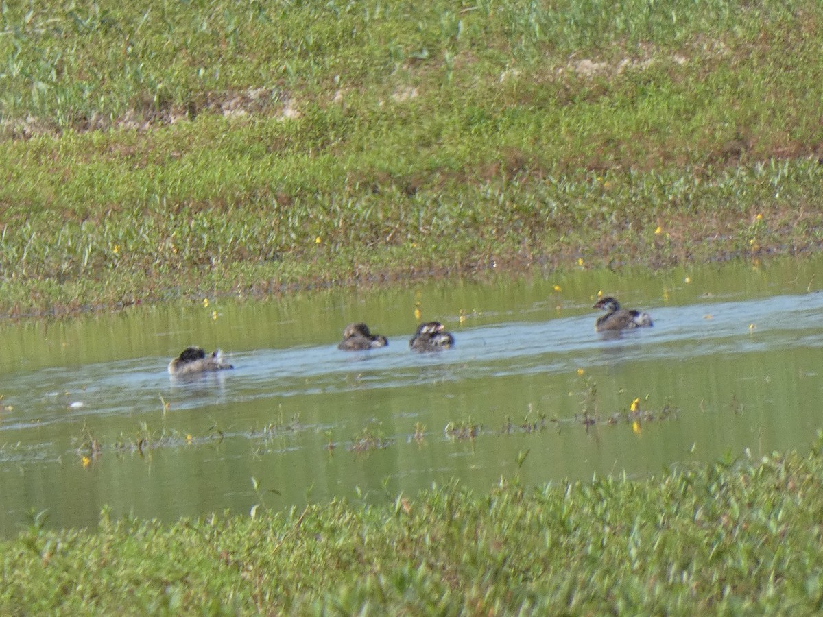 Pied-billed Grebe - ML624568420