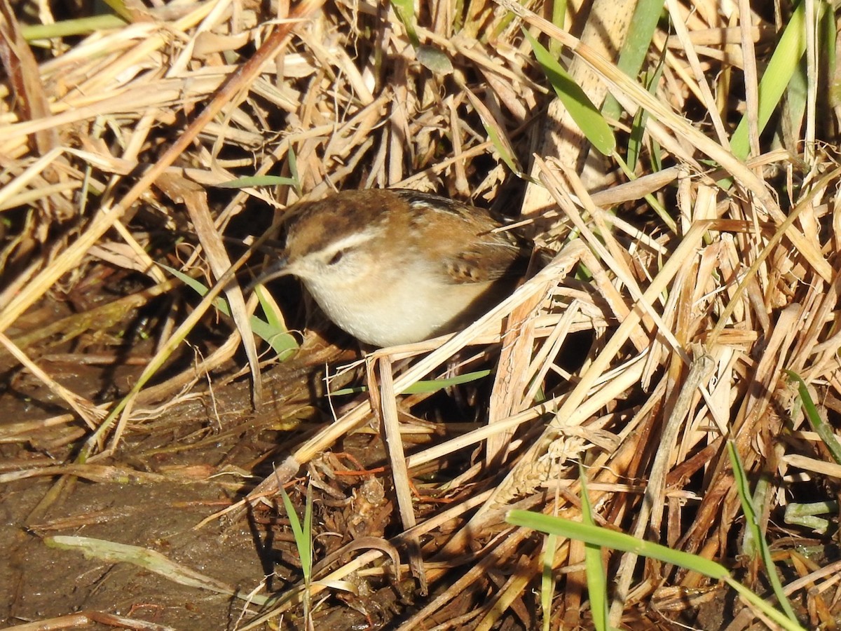 Marsh Wren - ML624568425