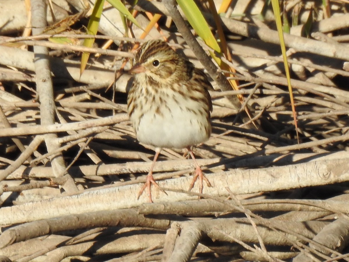 Savannah Sparrow - ML624568431