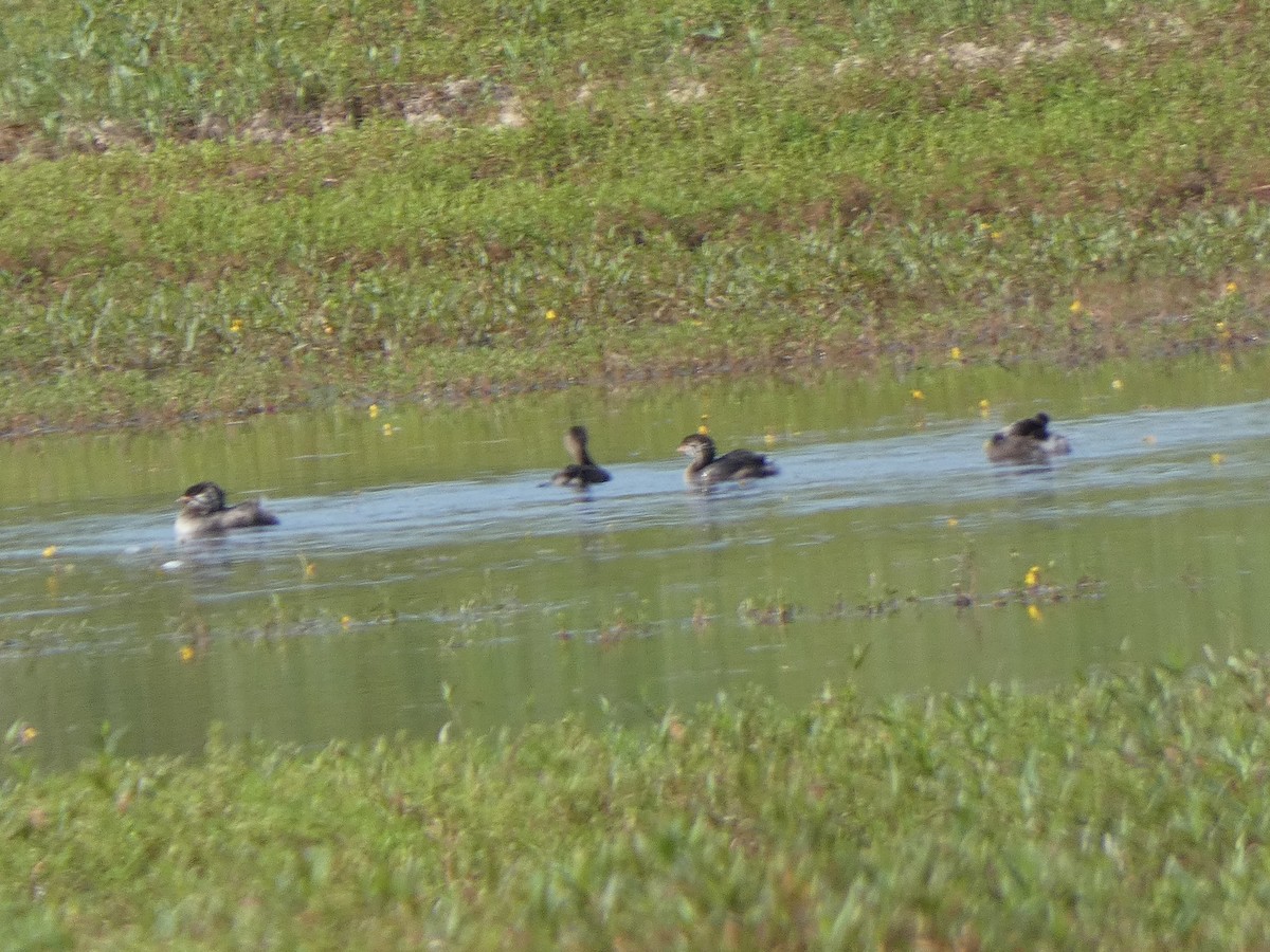 Pied-billed Grebe - ML624568433