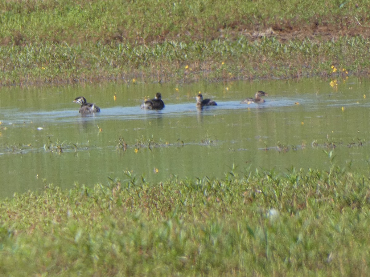 Pied-billed Grebe - ML624568435