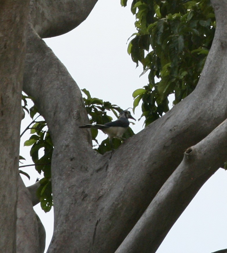 White-throated Magpie-Jay - ML624568458