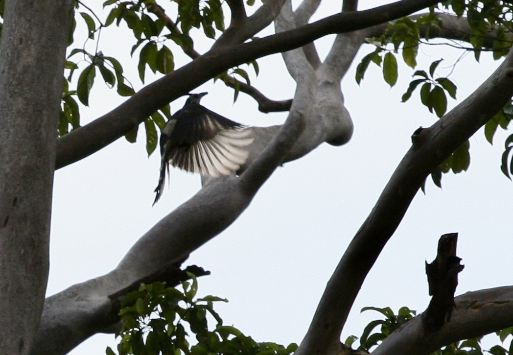 White-throated Magpie-Jay - ML624568471