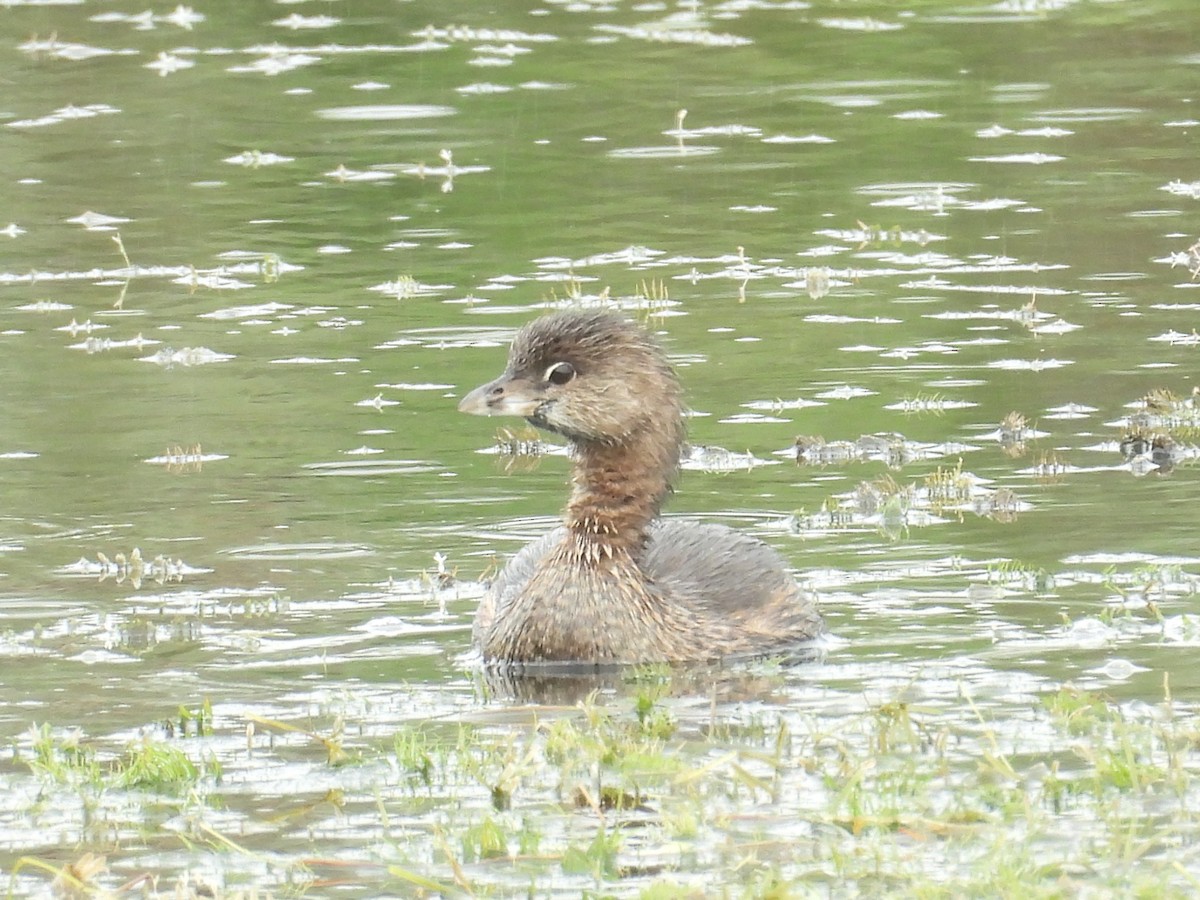 Pied-billed Grebe - ML624568567