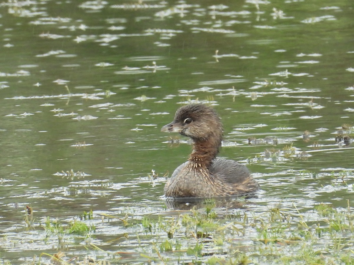 Pied-billed Grebe - ML624568568