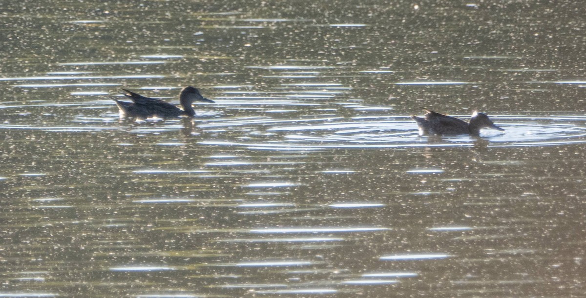 Blue-winged Teal - Matt M.