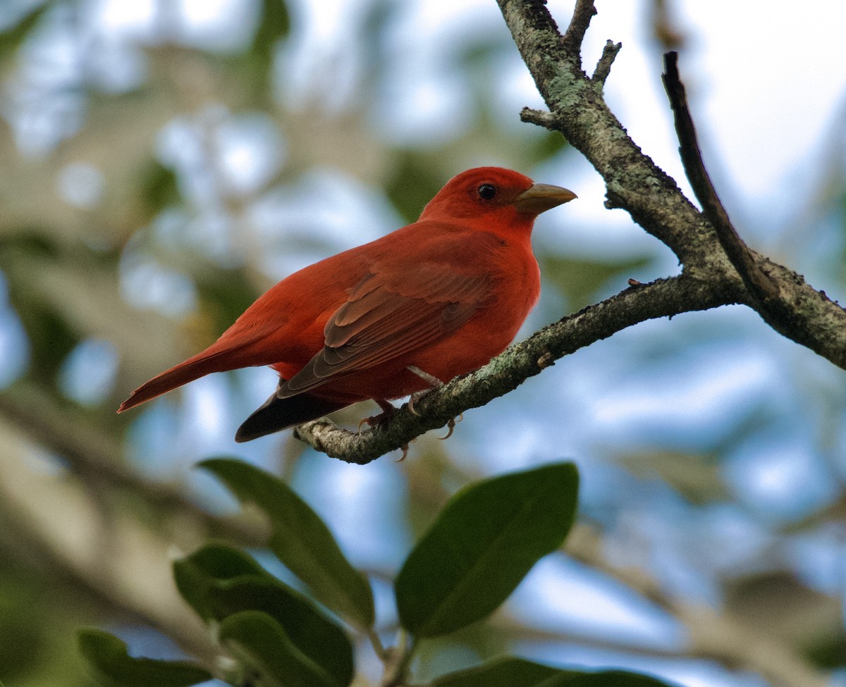 Piranga Roja - ML624568588