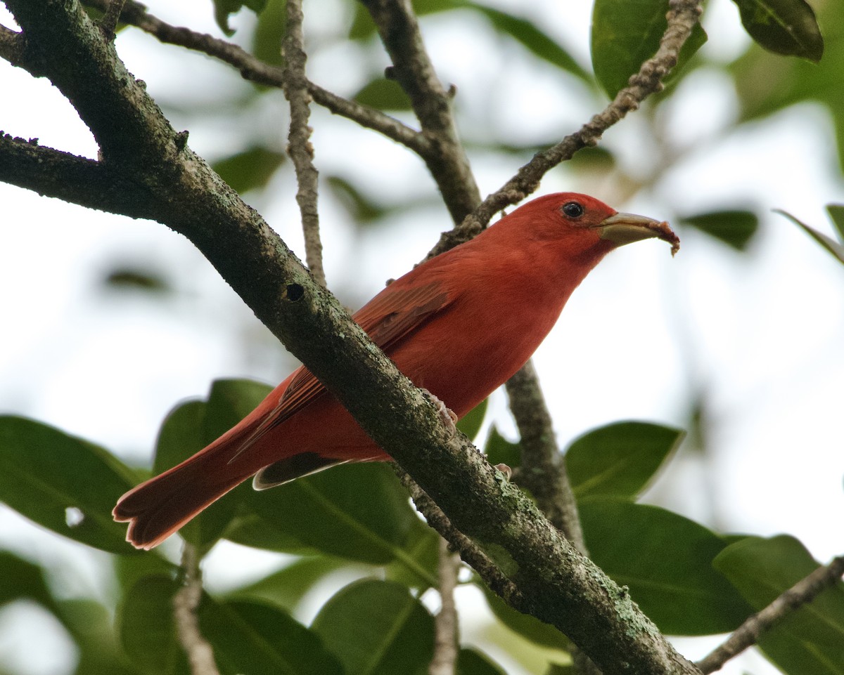 Piranga Roja - ML624568589