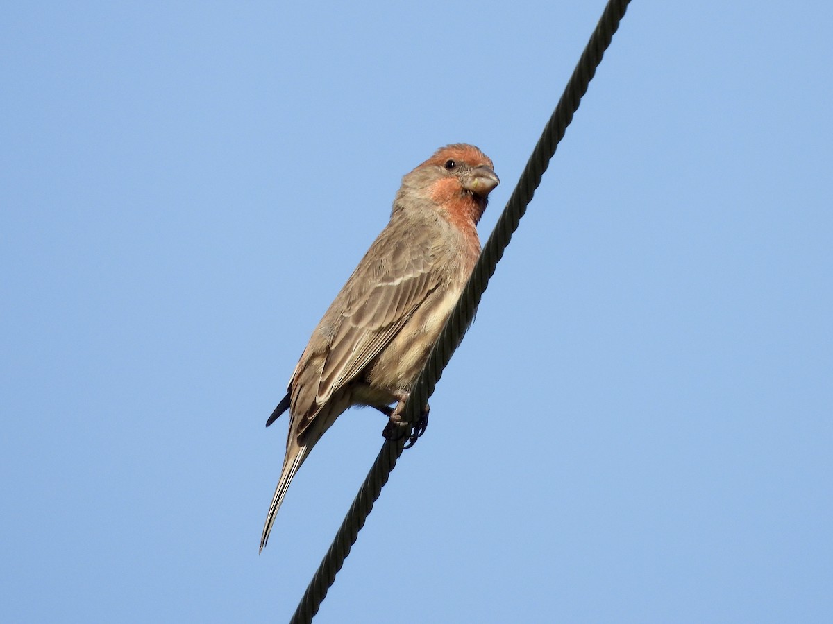 House Finch - Joshua Mitchell