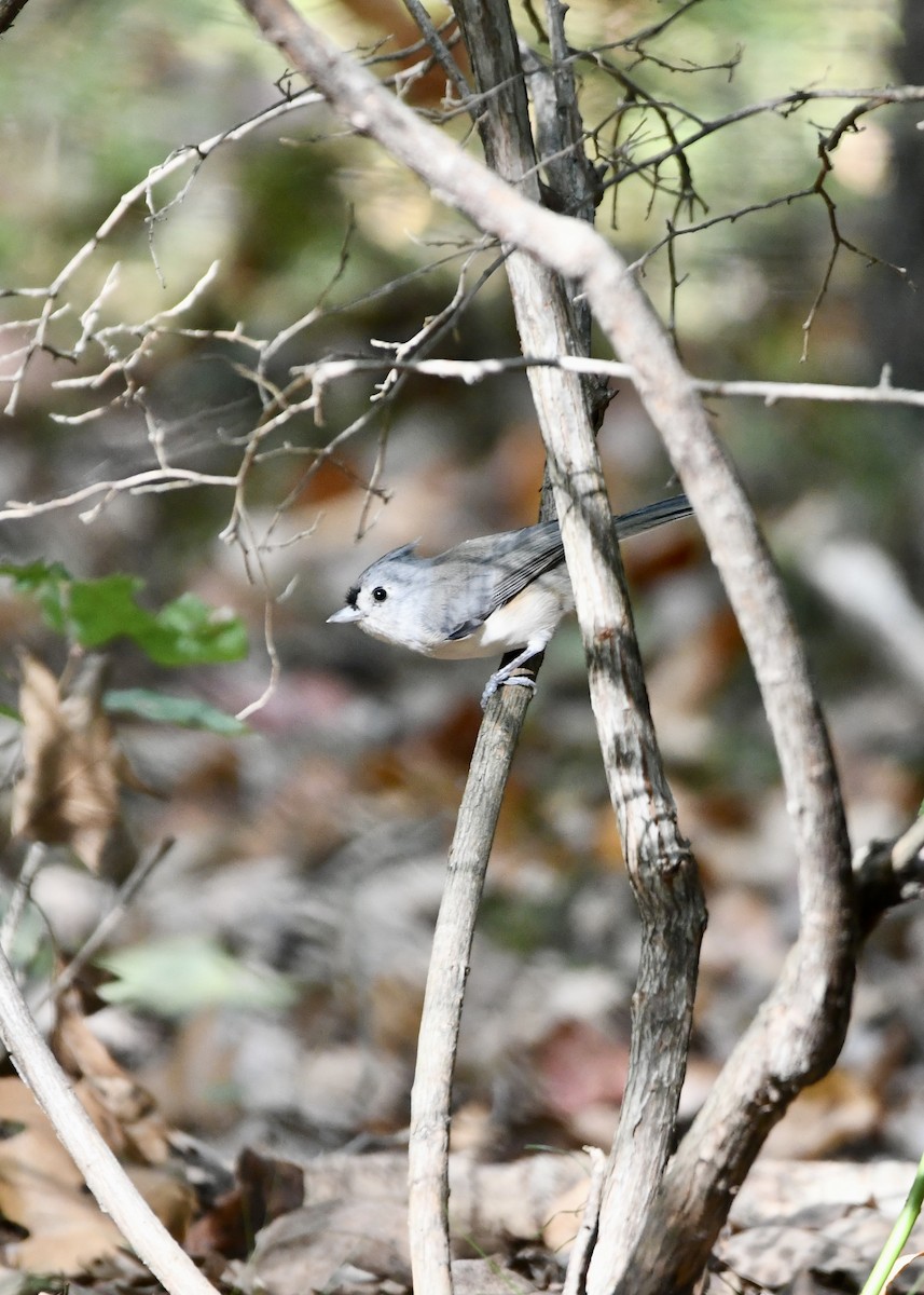 Tufted Titmouse - ML624568640