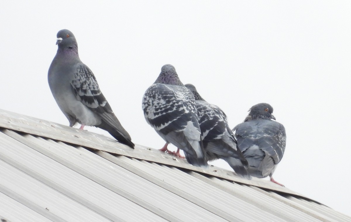 Rock Pigeon (Feral Pigeon) - ML624568682