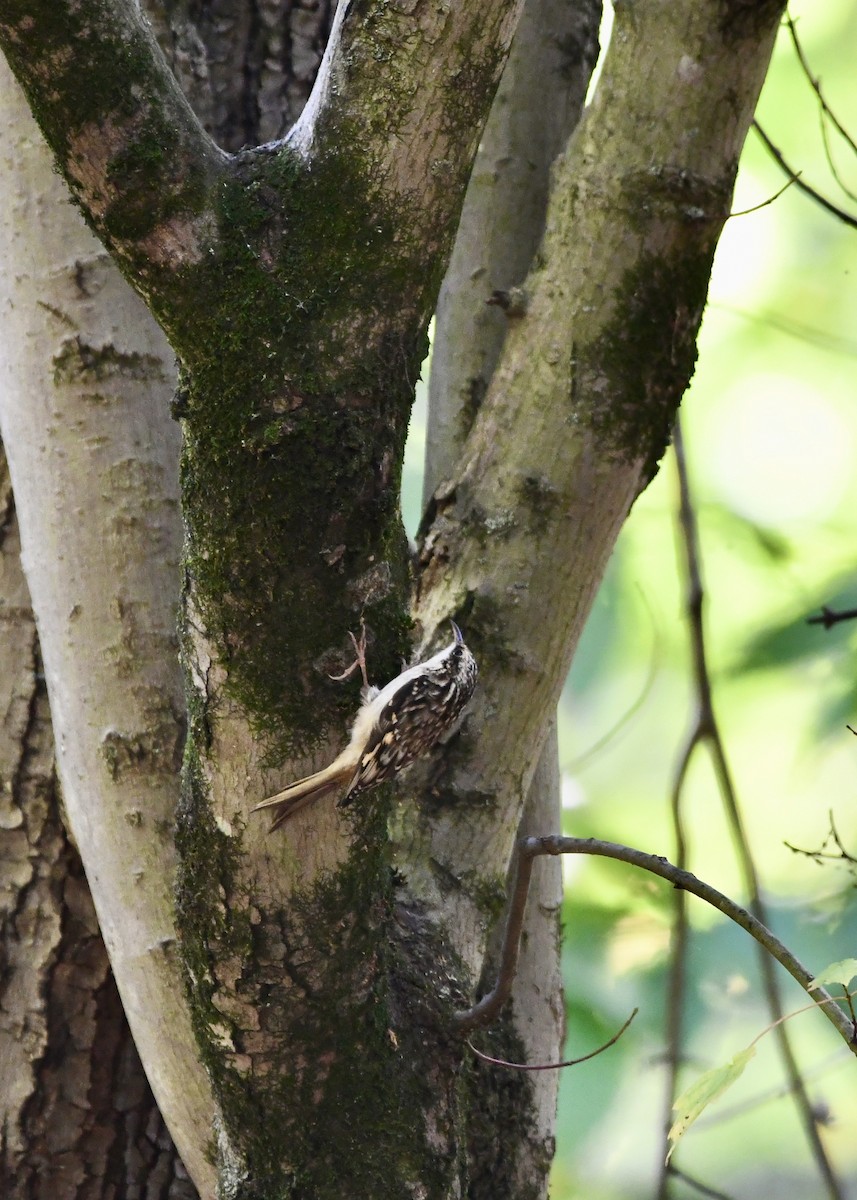 Brown Creeper - ML624568683